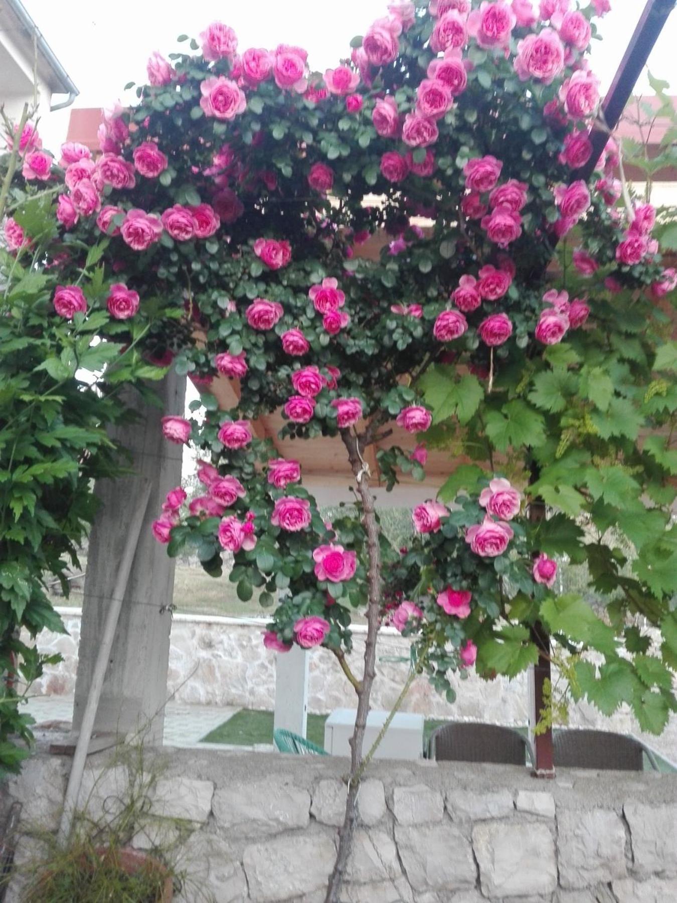 Hotel Dalmati House Brodarica  Exterior foto